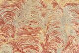 Polished Stromatolite (Inzeria) From Russia - Million Years #362969-1